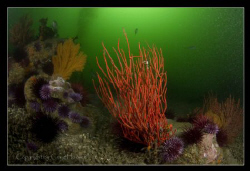 Southern California Reefscape by Craig Hoover 
